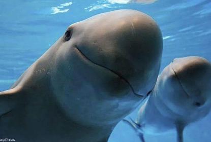 Vaquita marina mantiene esperanza de sobrevivir ante amenaza de extinción