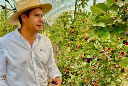 Especialista llama a aprovechar las variedades silvestres de las berries