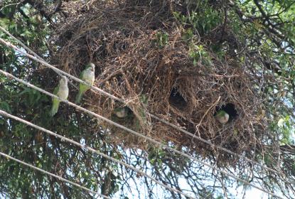 Rastrean en ZMG presencia de clamidia en cotorras invasoras de Sudamérica