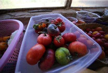 Dietas basadas en productos vegetales abonan al cuidado ambiental