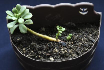 Registran descubrimiento de dos especies de planta en la Sierra de Manantlán