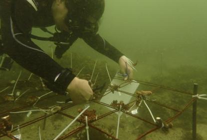 Siembran corales en viveros submarinos en la Costa Sur de Jalisco para mitigar su disminución