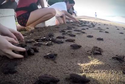Campamento tortuguero La Gloria vuelve a operar tras su destrucción por el huracán “Lidia”