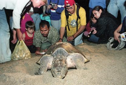 Campamento tortuguero de CUCSur incuba diariamente más de dos mil tortugas 