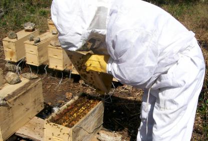 Optan apicultores del Sur de Jalisco por ofrecer servicios de polinización, ante la baja en la producción de miel