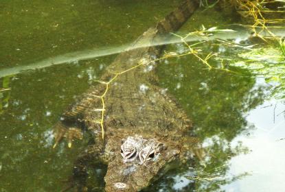 CUCosta fortalece la investigación, capacitación y educación ambiental sobre cocodrilos en la región costera de Jalisco y Nayarit