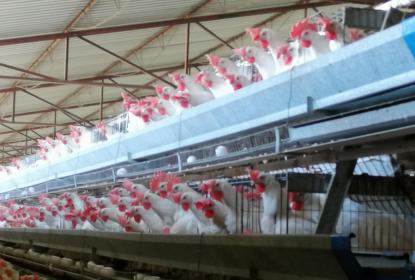 CUAltos será sede de un curso especializado en gallinas ponedoras