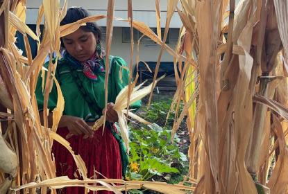 Convocan UACI y CUCS a diálogo intercultural sobre la milpa y la salud