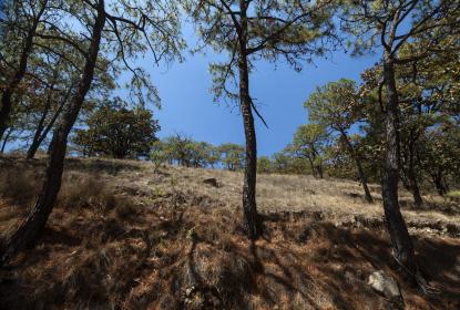 Invita CUCBA a Jornada de reforestación por el bosque de La Primavera 