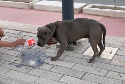 Recomiendan medidas para el cuidado de mascotas en época de calor