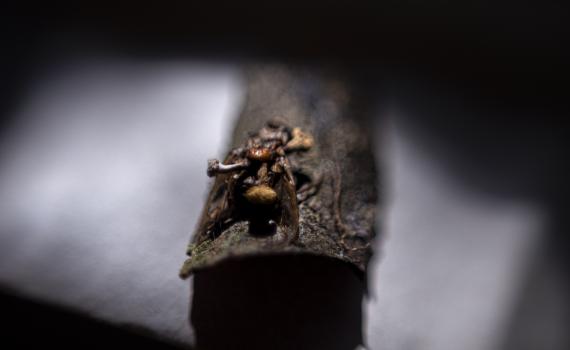 Biólogos del CUCBA registran seis especies de “hongos zombies” que parasitan hormigas