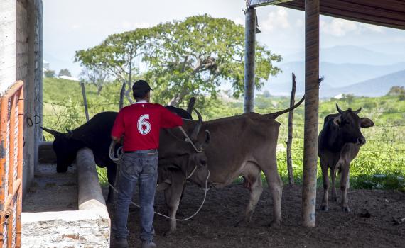 Monitorean académicos salud de las vacas a través de inteligencia de datos para reducir ingesta de antibióticos