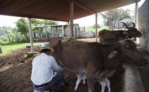 Oferta CUAltos diplomado de ensilaje para mejorar la producción lechera