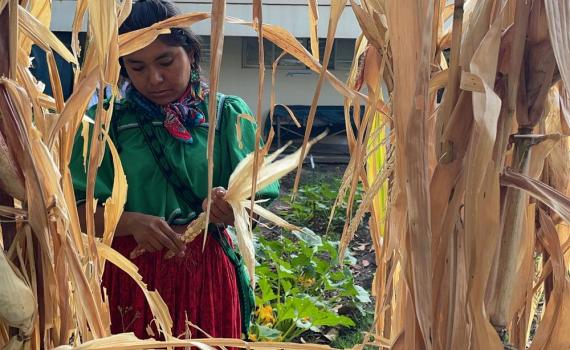 Convocan UACI y CUCS a diálogo intercultural sobre la milpa y la salud